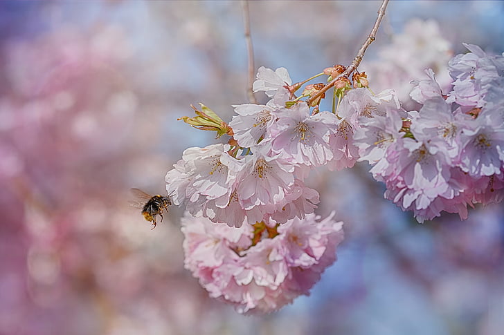 lebah, Blossom, musim semi, pohon buah, musim semi kebangkitan, lebah madu, Flower bud