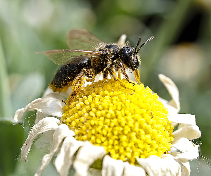 Мед бджоли, Бджола, Комаха, Природа, тварини, цвітіння, цвітіння