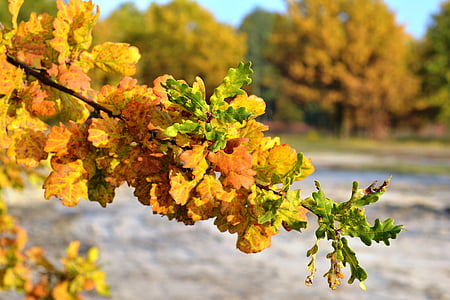 hösten, guld, gyllene, gul, lövverk, hösten guld, naturen