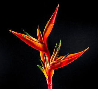 strelitzia, άνθος, άνθιση, λουλούδι, κόκκινο, πορτοκαλί, Κίτρινο