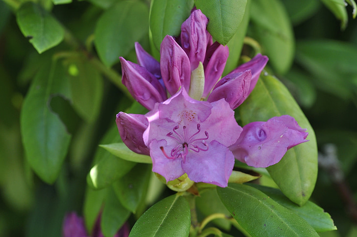 Rhododendron, rastlin, vrt, pomlad, cvet, cvet, zaprta