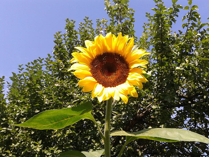 Sun flower, blomma, naturen