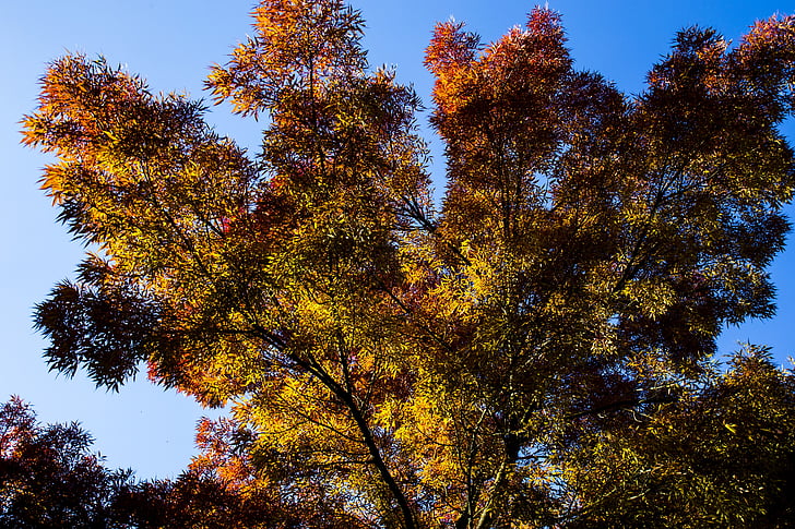podzim, strom, Příroda, stromy, Les, barvy podzimu, pobočky