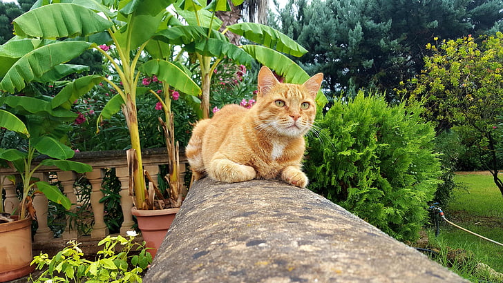 cat, fauna, dom, garden