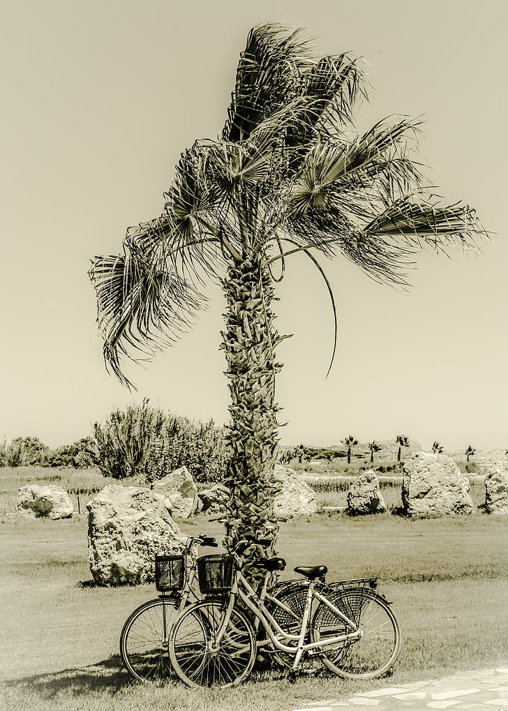 Palm, velosipēdi, ainava, romantisks, daba, vasaras, brīvais laiks