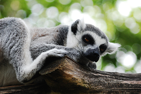 Lemur, sedící, Zoo, Vymazat, Zoologická zahrada, zvíře, lemuři