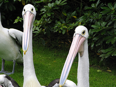 Pelican, Pelikan, uccello, disegno di legge, bianco