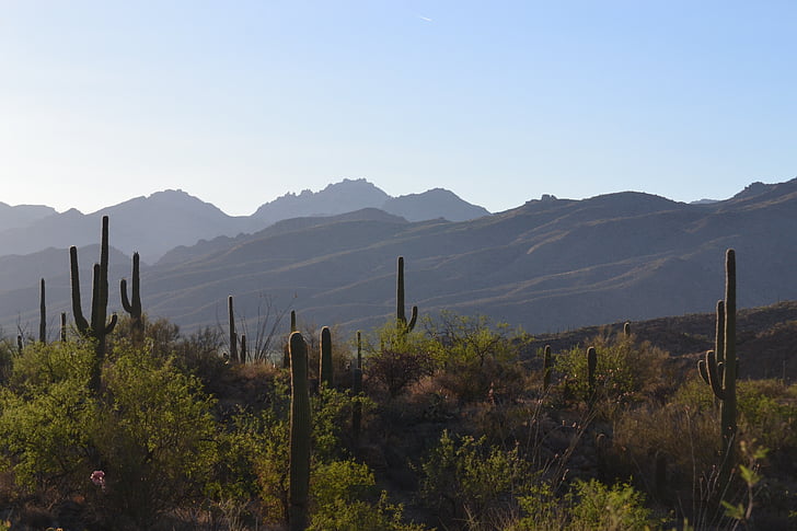 öken, landskap, Saguaro, naturen, Mountain, ökenlandskap, Arizona