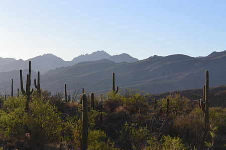 desert, landscape, saguaro, nature, mountain, desert landscape, arizona