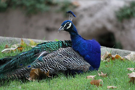 peacock, animal, feather, bird, beautiful, blue, green