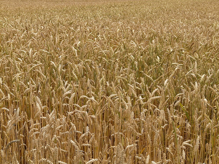 spike, wheat, cereals, grain, field, wheat field, cornfield