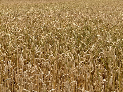 smaile, kvieši, graudaugi, graudu, lauks, kviešu lauks, kukurūzas laukā
