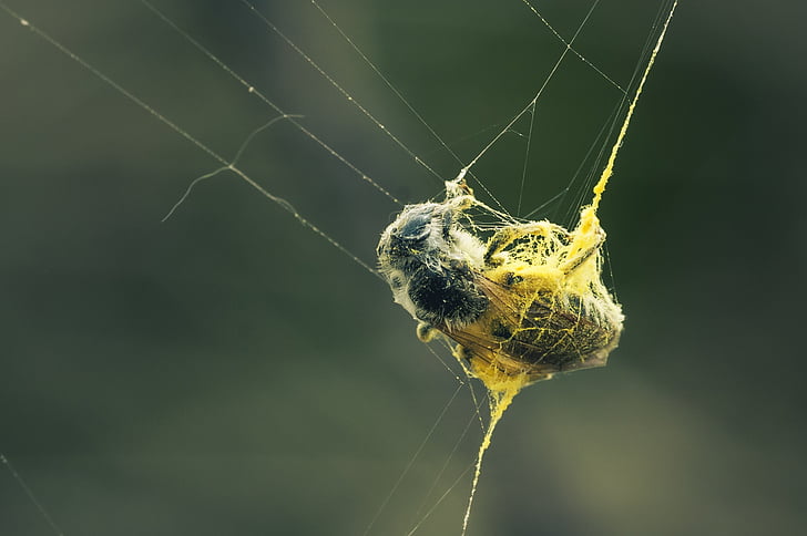 caught, network, dusted, cobweb, close, nature, insect