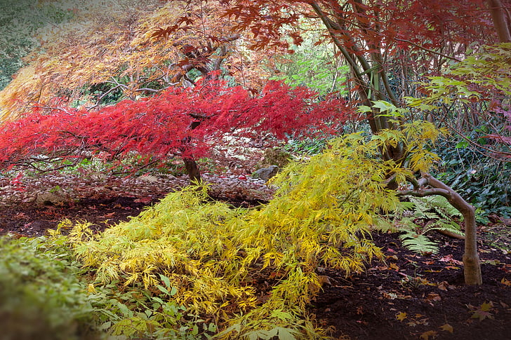 Japonijos klevo, Acer japonicum, ar bergs ventiliatorius-Klevas, medis, mažas, Bušas, muilamedis šeimos