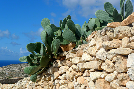 Cactus, Anläggningen, frukt, grön, Rock