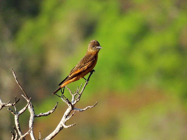 Lær gibbon, fugler i Brasil, fugler, natur