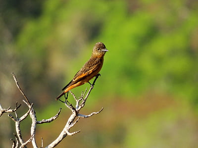 koža Giboni, ptice u Brazilu, ptice, priroda