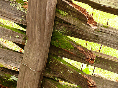 hàng rào, gỗ, cũ, rêu, California, vùng nông thôn, màu xanh lá cây