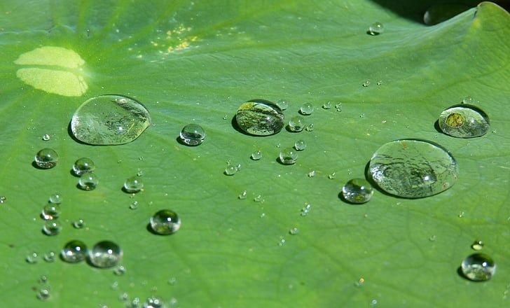 Lotus efekt, odkapávací misky, voda, struktura, dešťová kapka, transparentní, korálky