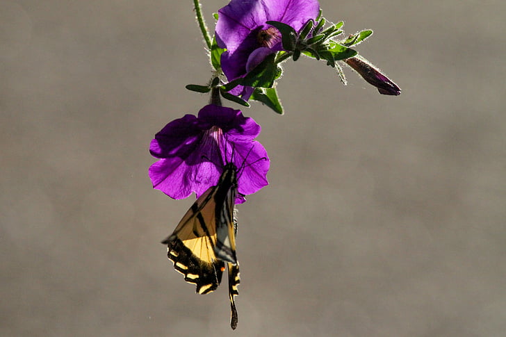 Petunia, Motyl, Monarcha, Natura, kolorowe, fioletowy, owad
