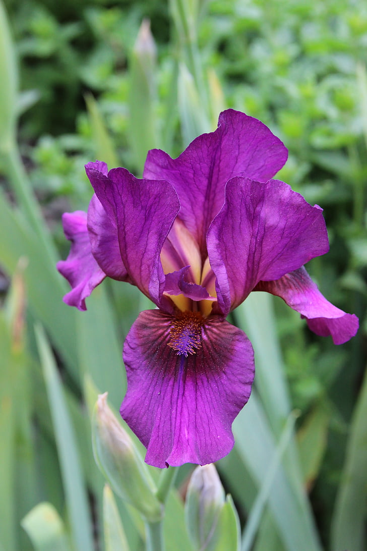 Iris, fialová, kvet, kvet, tmavo fialová, svetlé, rastlín