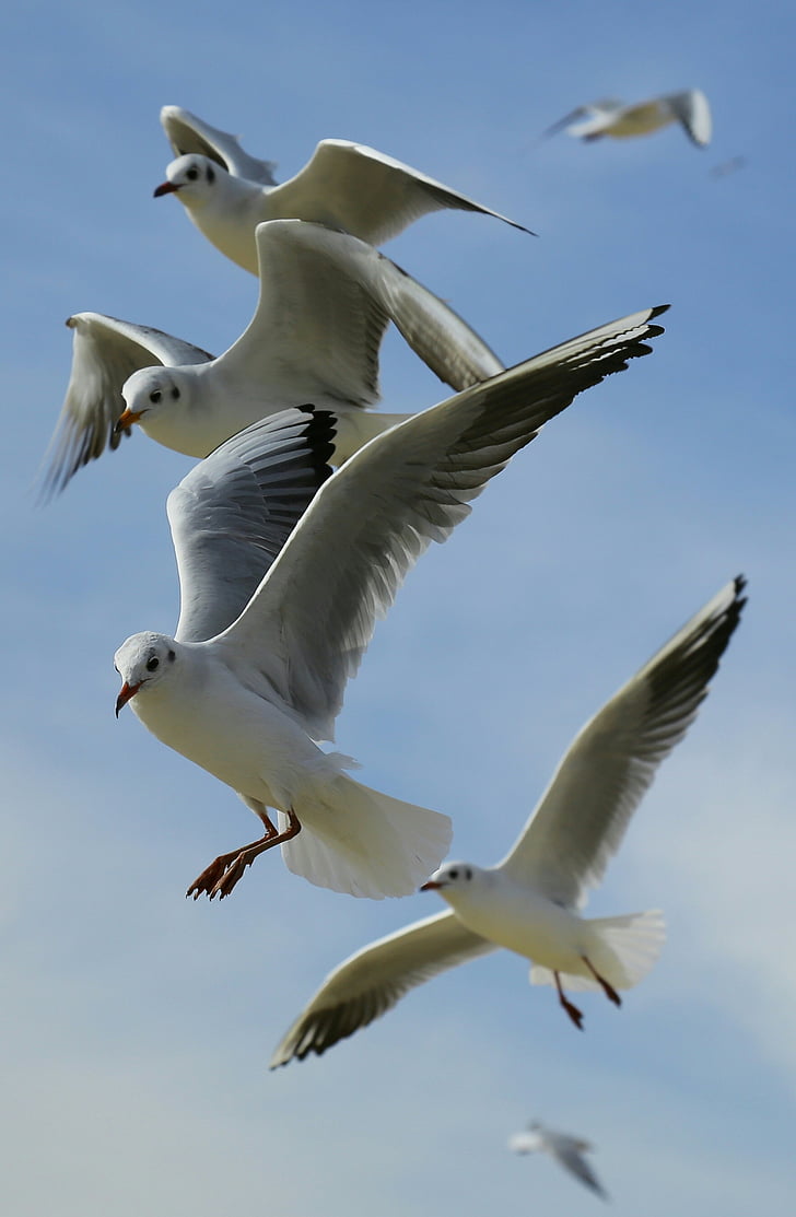 animals, birds, flight, flying, gulls, seagulls, sky