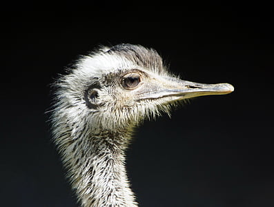 rhea bird, close, flightless bird, ratites, bird eyes, bill, plumage
