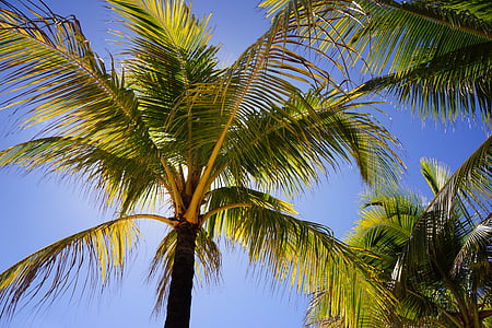 palms, blue sky, beach, island, summer, resort, romantic