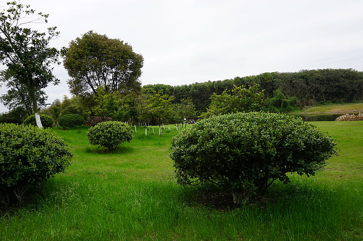 the scenery, plant, sky