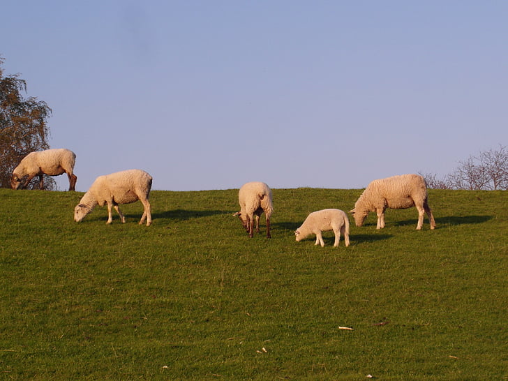 овце, дига, Елба, ливада, Пролет
