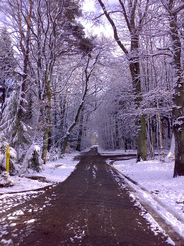Winter forest, bort, Winter magic, Winter dream, snö