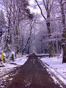 zimski gozd, stran, čarobno zimsko, zimske sanje, sneg