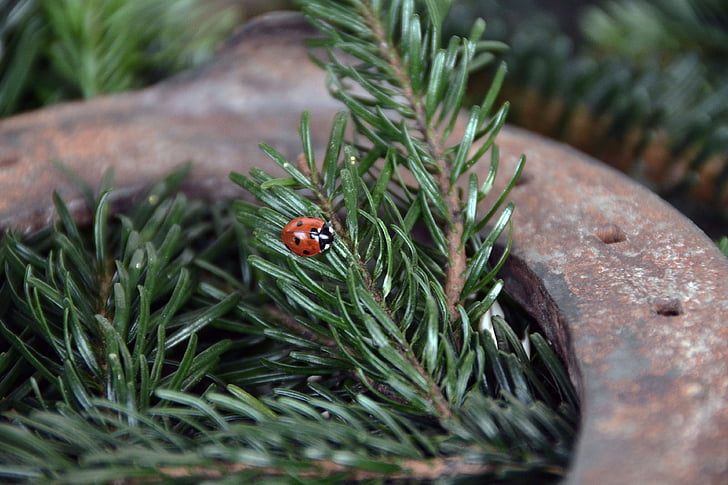ladybug, lucky charm, deco, new year's eve, new year's day, new year's greetings, horseshoe