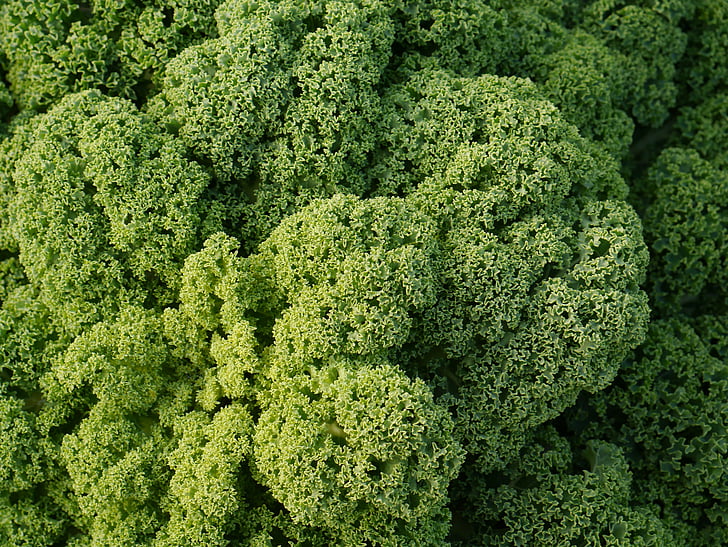 Kale, Kohl, köögiviljad, roheline, talvel köögivilja, toidu, terve