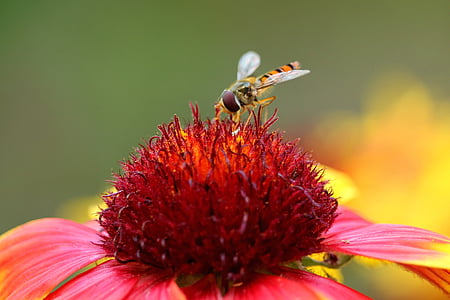 Blüte, Bloom, Verbundwerkstoffe, Insekt, rote Blume, wilde Biene