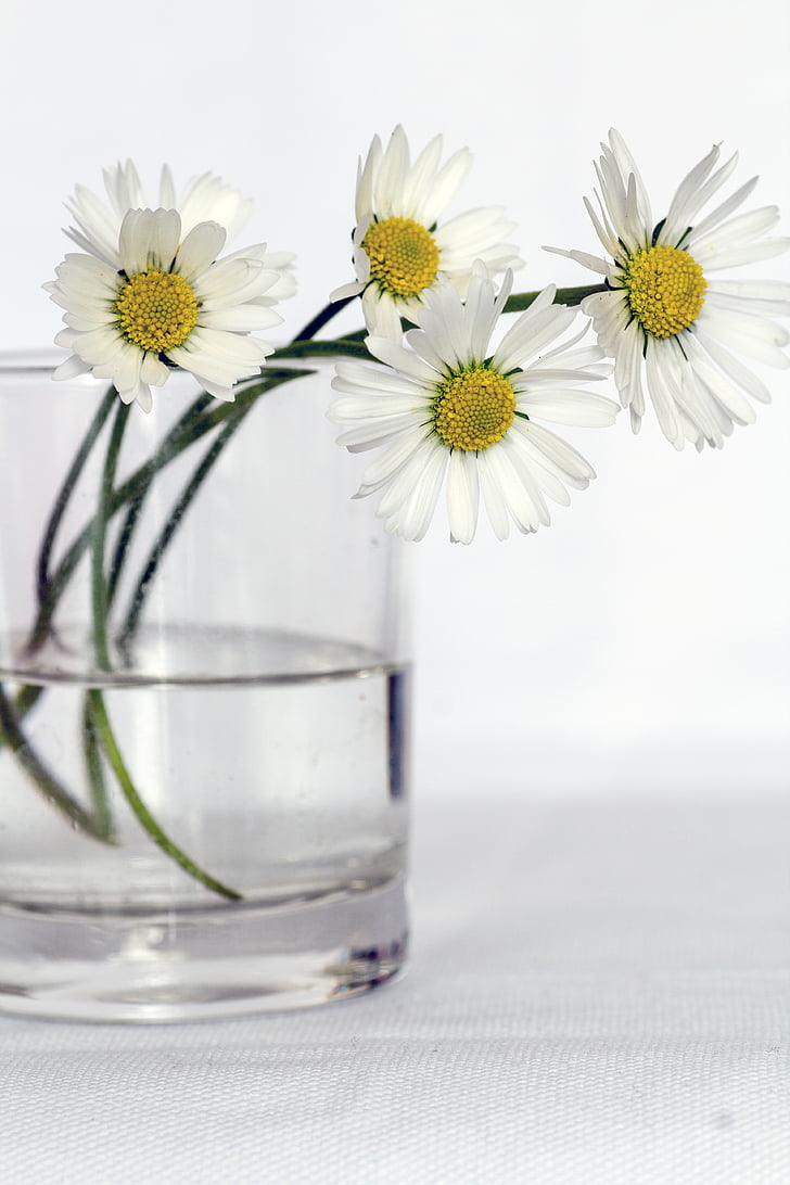 daisies, flowers, still life, vase