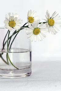 margaridas, flores, ainda vida, vaso