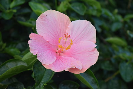 flor, -de-rosa, muito, natural, pétalas, flores cor de rosa, flor