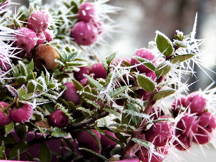 snow berry, coral berry, pink, fruits, bush, winter, ice