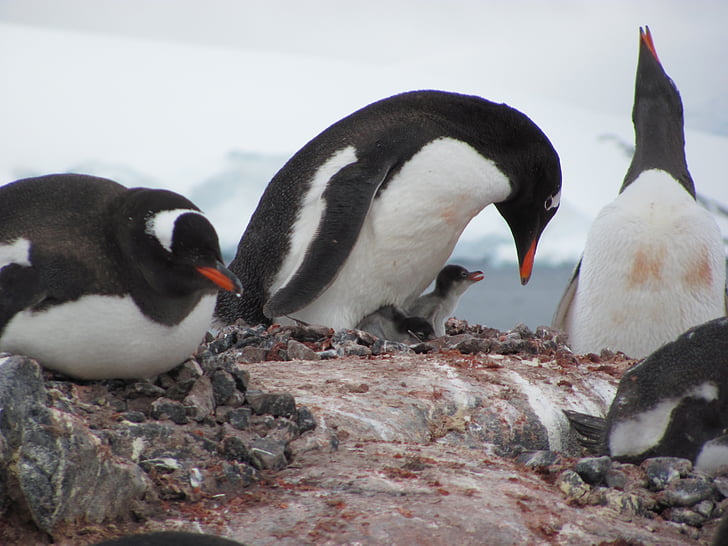 πιγκουίνος, πουλί, υδρόβια, ζώο, βράχια, υδρόβια ζώα, Ανταρκτική