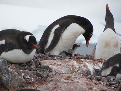 pinguim, pássaro, aquática, animal, pedras, animal aquático, Antártica