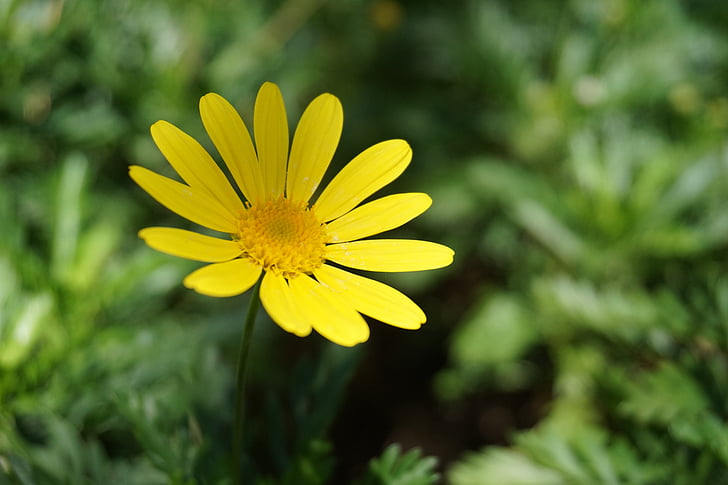 Chrizantema, gėlės ir augalai, geltona gėlė