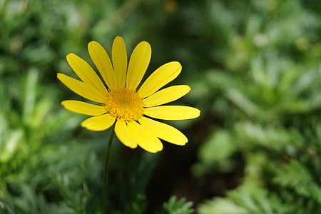 Χρυσάνθεμο, λουλούδια και φυτά, κίτρινο λουλούδι
