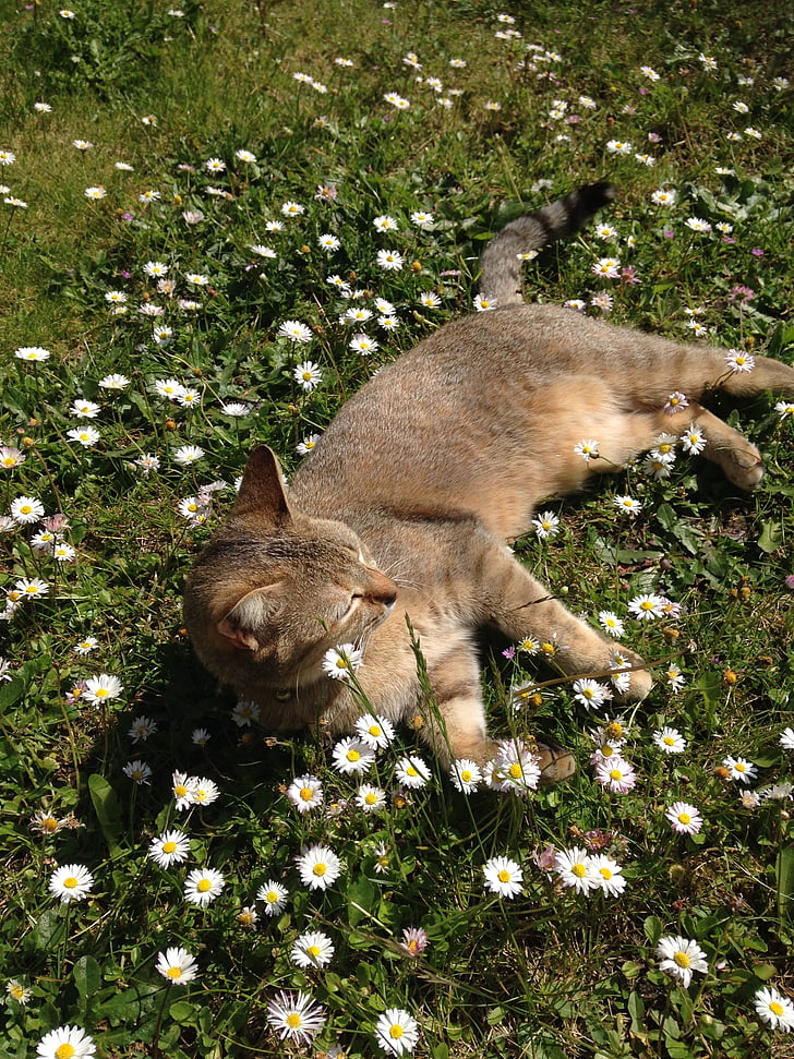kedi, çimen, çiçekler
