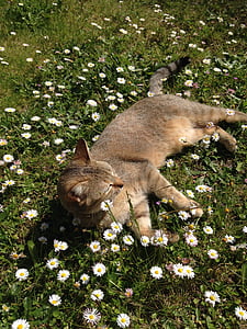 chat, herbe, fleurs