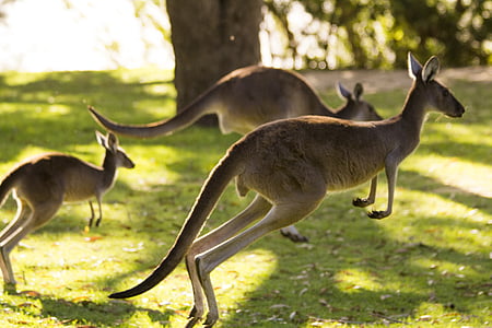 kangaroo, australia, perth, animal, nature, wildlife, mammal