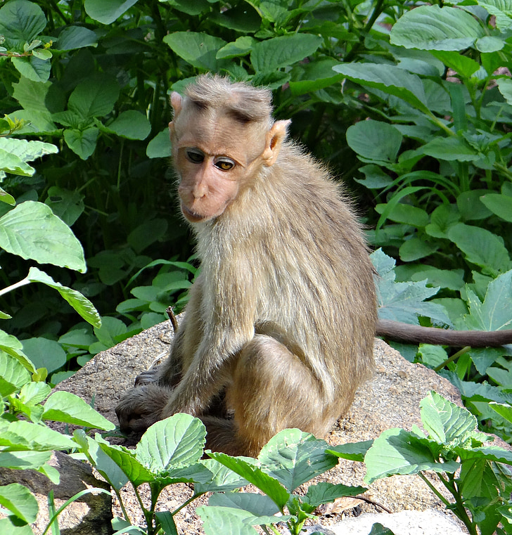 Bonnet makaka, Macaca radiata, makak, opice, zvíře, savec, volně žijící zvířata