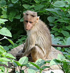 motorhuvens makak, Macaca radiata, makak, Monkey, djur, däggdjur, vilda djur