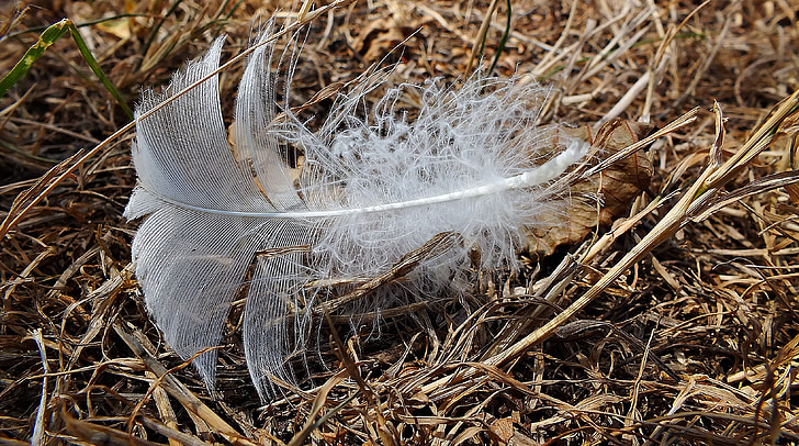 a feather, bird, feathers, nature, wing, fly, vulgaris