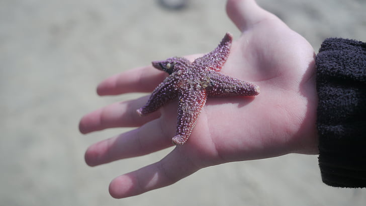strand, Sea star, ster, zand, vakantie, Starfish, zee